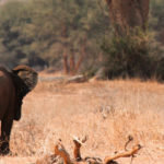 Südliches Afrika - Namibia - Damaraland - Wüstenelephanten / Fotocredit: Shutterstock - dirkr