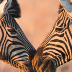 Südliches Afrika > Namibia > Etosha Nationalpark > Zebras