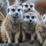 Südliches Afrika > Namibia > Erdmännchen